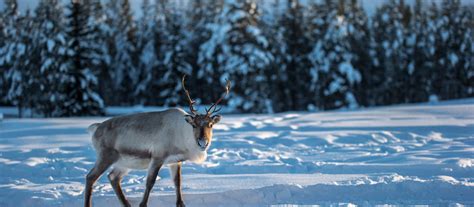 When Is The Best Time To Visit Swedish Lapland Jacada Travel