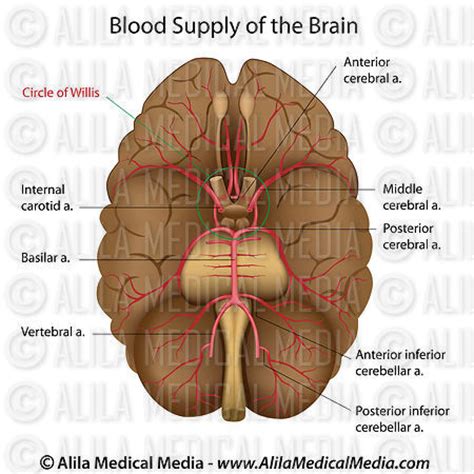 These vessels transport blood cells, nutrients, and oxygen to the tissues of the body. Alila Medical Media | Blood supply of the brain, labeled ...