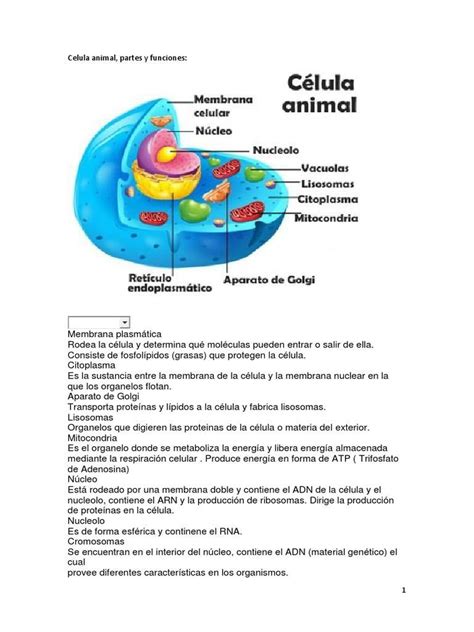Partes De La Celula Eucariota Animal Y Sus Funciones Pdf Images
