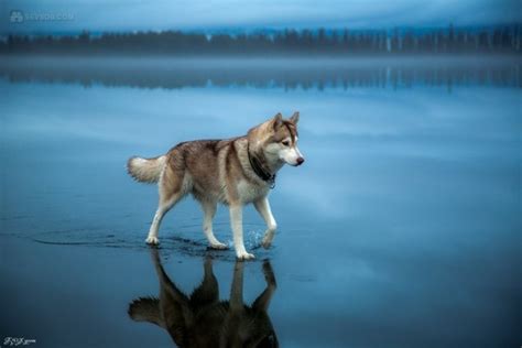 Siberian Husky Goes For A Walk On A Frozen Lake Animals