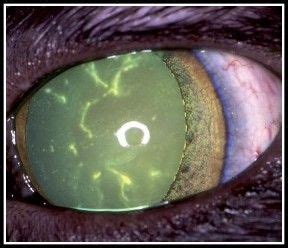 Corneal ulceration is the excessive loss of cells in the outermost layer of tissue (epithelium) covering the cornea. Etiology and Epidemiology | Cat health, Veterinary ...