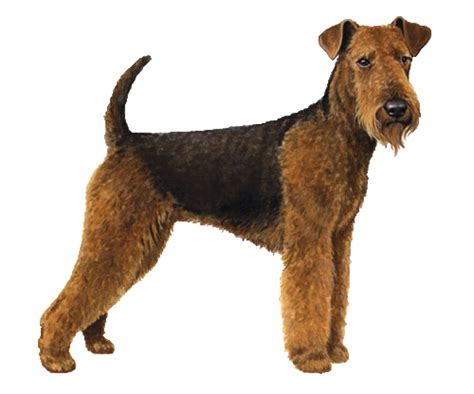 Airedale Terrier Beds, Collars and Accessories