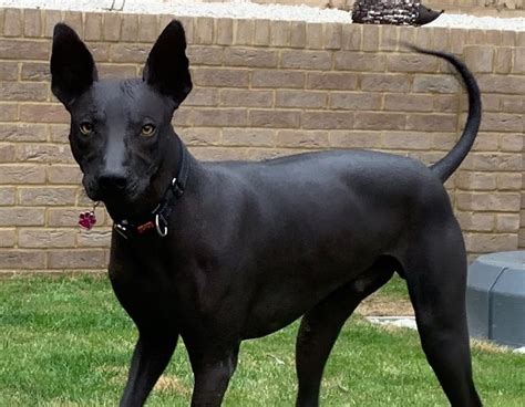 Xoloitzcuintli Breed Information Guide Facts And Pictures Bark