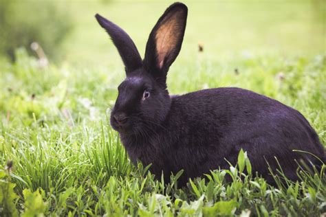 vinegar how to use it to repel rabbits pest pointers