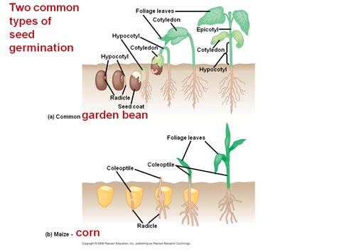 Plants Reproduce Sexually Asexually Or Both