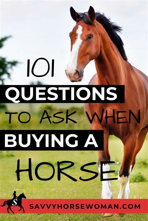 101 Questions To Ask When Buying A Horse Savvy Horsewoman Buy A
