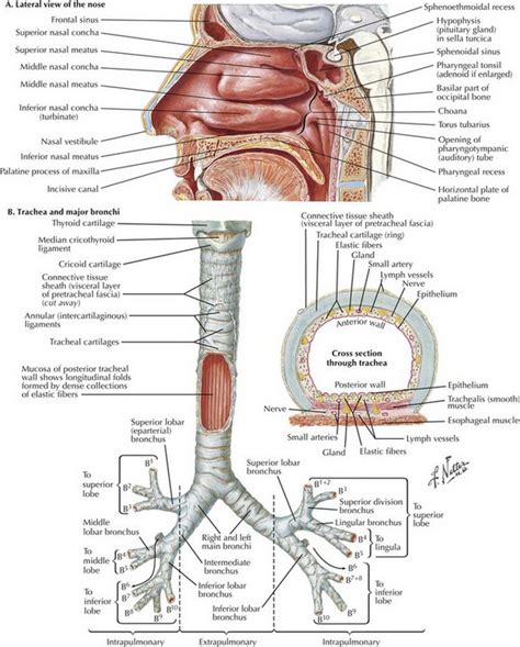 Tracheal Intubation And Endoscopic Anatomy Clinical Gate