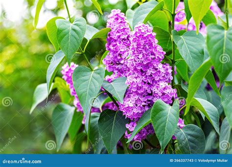 Lilacs Are Blooming Purple Lilac Flowers On A Bush In Sunlight Stock