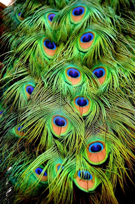 Peacock Feathers Close Up Phoenix Zoo For Me Pinterest Peacock