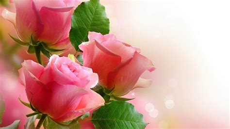 Roses Pink High Definition Wallpapers Hd Wallpapers
