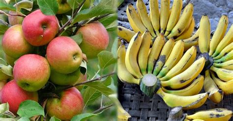 Check spelling or type a new query. 5 Buah-buahan Yang Cocok Untuk Diet ~ Teh Herbal ...