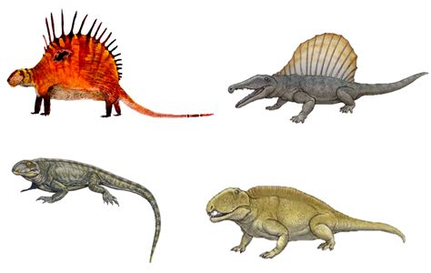Sphenacodontidae Dinopedia Fandom Powered By Wikia