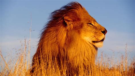 Africa Lion Sunset Wallpapers 4k Hd Africa Lion Sunset Backgrounds