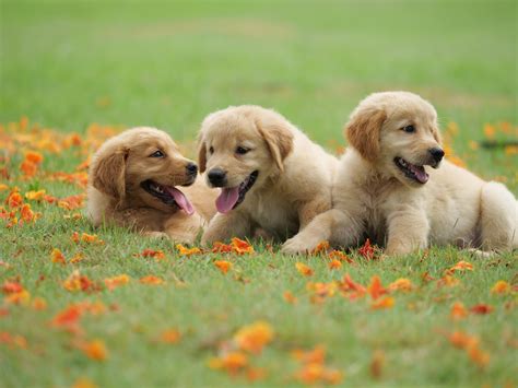 Golden Retriever 4k Ultra HD Wallpaper | Background Image | 5184x3888