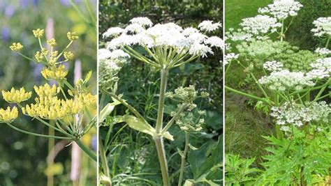 Wild Parsnip Cow Parsnip Giant Hogweed Can You Identify
