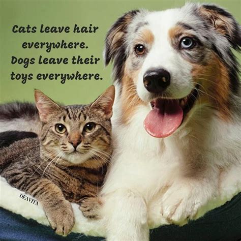 Cute Cat And Dog Quotes Meow Meow
