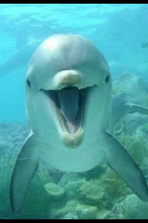 Pin By Christi Levannier On Dolphins Smiling Animals Dolphins Funny