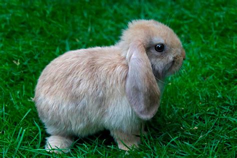 Conejo Mini Lop Crianza Alimentación Razas Y Más