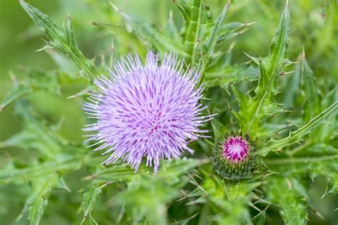 17 Types Of Thistles To Grow Images Uk