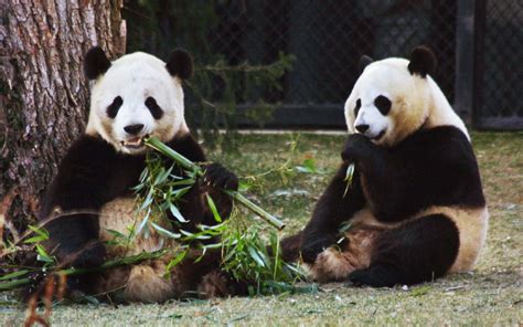 These Adorable Giant Pandas Cost The National Zoo 500000 A Year Parade