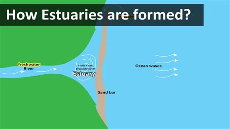 How Estuaries Are Formed Coastal Estuary Sandbar Geography Terms