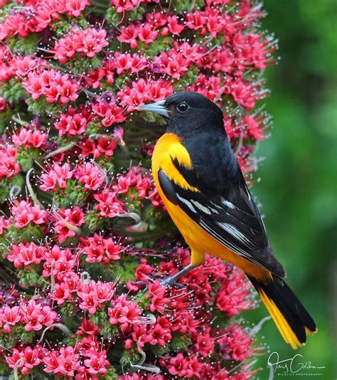 Baltimore Oriole At The Chicago Botanic Gardensillinois Bird