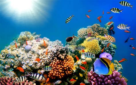 Coral Reefs Exploring The Rainforest Of The Seas How It