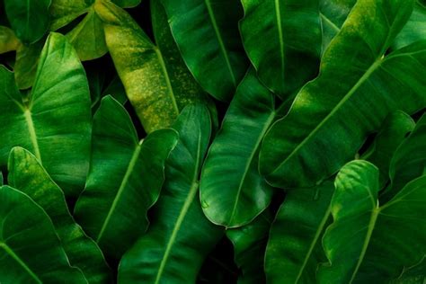 Premium Photo Tropical Leaves Abstract Green Leaves Texture Nature