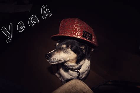Gangster Dog By Baxiess On Deviantart