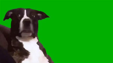 Funny Dog Reaction Green Screen Youtube