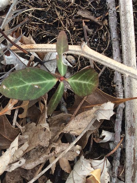 Wintercreeper Invasive Plants Of Marylandn · Inaturalist