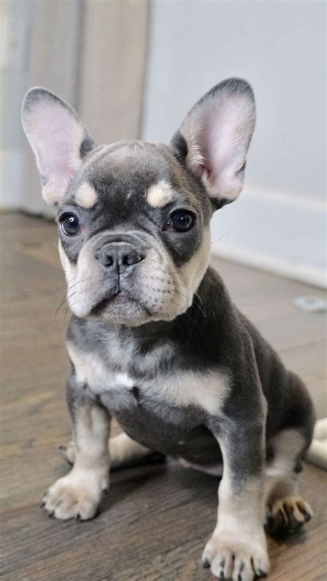 Grey brown french bull dog house trained. French Bulldog Grey Blue Eyes For Sale