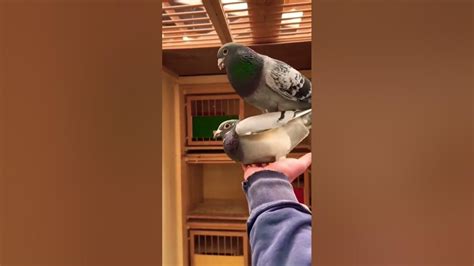 How To Make Pigeon Birds Sex Pigeonbirdssex Viralpigeonvideo Youtube
