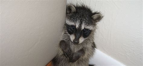 What Type Of Damage To Expect From A Washington Raccoon Infestation