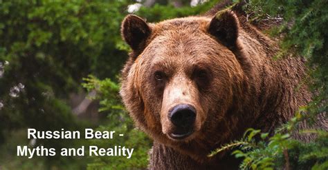 russian bear myths and reality
