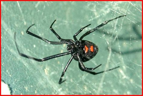 These spiders can be found worldwide with five species established in the united states and are most recognized for the red hourglass. Northern Black Widow Spider (Latrodectus variolus) - Plant ...