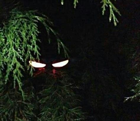 Eyes In The Bush Halloween🎃 Musely