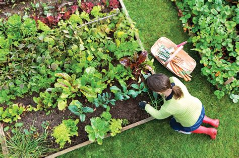 We also deliver through these services: The How to Guide for Creating a Flourishing Vegetable Garden