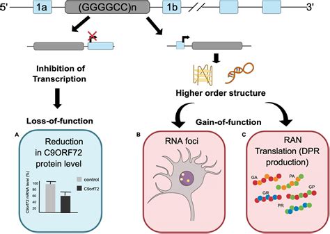 Frontiers Emerging Perspectives On Dipeptide Repeat Proteins In C Orf Als Ftd