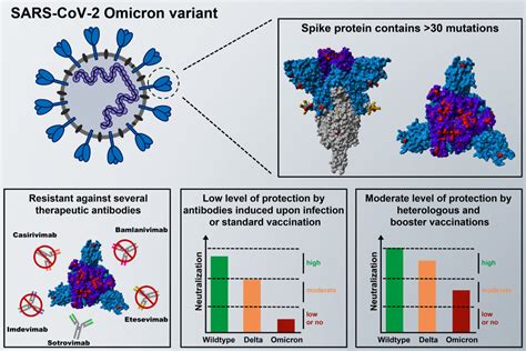 Omicron Variant Largely Resistant To Current Antibodies