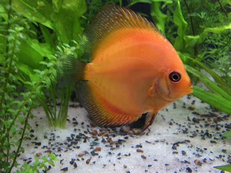 Pin On Planted Discus Aquarium Discus Aquarium Fish Pet Discus