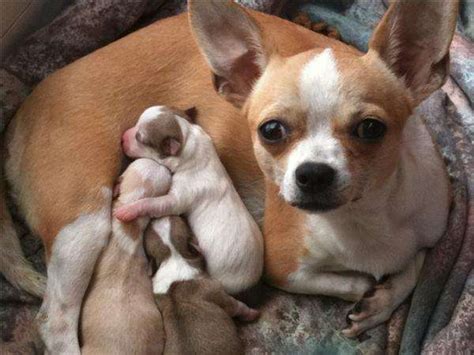 Cómo Saber Si Tu Chihuahua Está Embarazada Perros