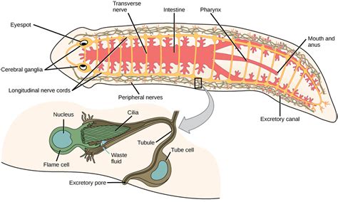 The Excretory System Platyhelminthes