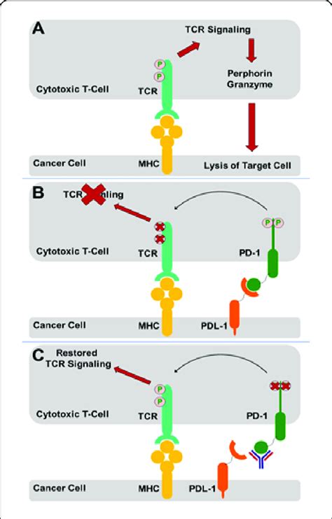 Antigen Recognition Through CTLs TCR Signalling And Mechanism Of