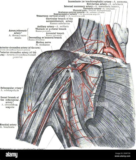 The Anatomy Of Posterior Humeral Circumflex Artery Stock Photo Alamy