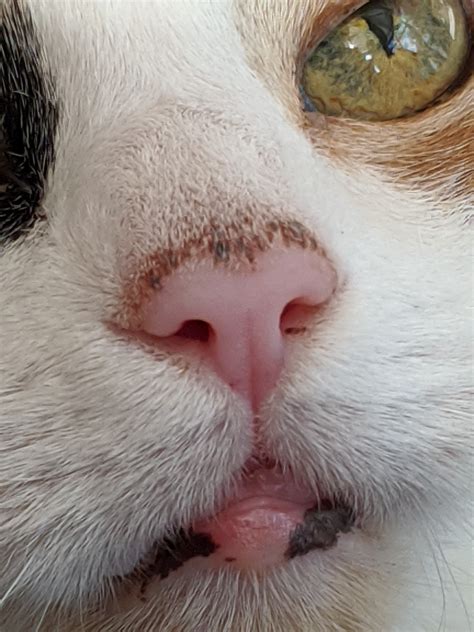 Scabs On My Kitties Nose Thecatsite