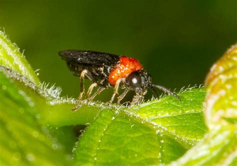 Sawfly Eutomostethus Ephippium Bugguidenet