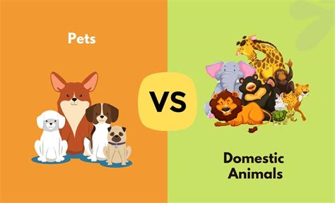 Pets Vs Domestic Animals Whats The Difference With Table