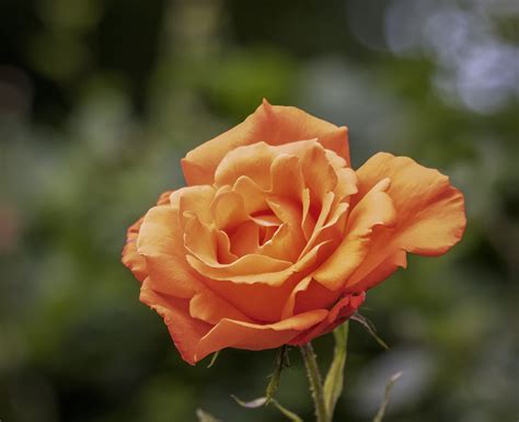 Rose Petals Scent Free Photo On Pixabay Pixabay