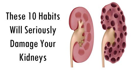 They are an important part of the respiratory system and waste management for the body. These 10 Habits Will Seriously Damage Your Kidneys ...